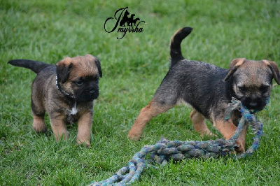 CHIOT 1