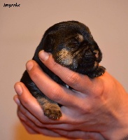 CHIOT