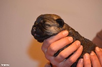 CHIOT
