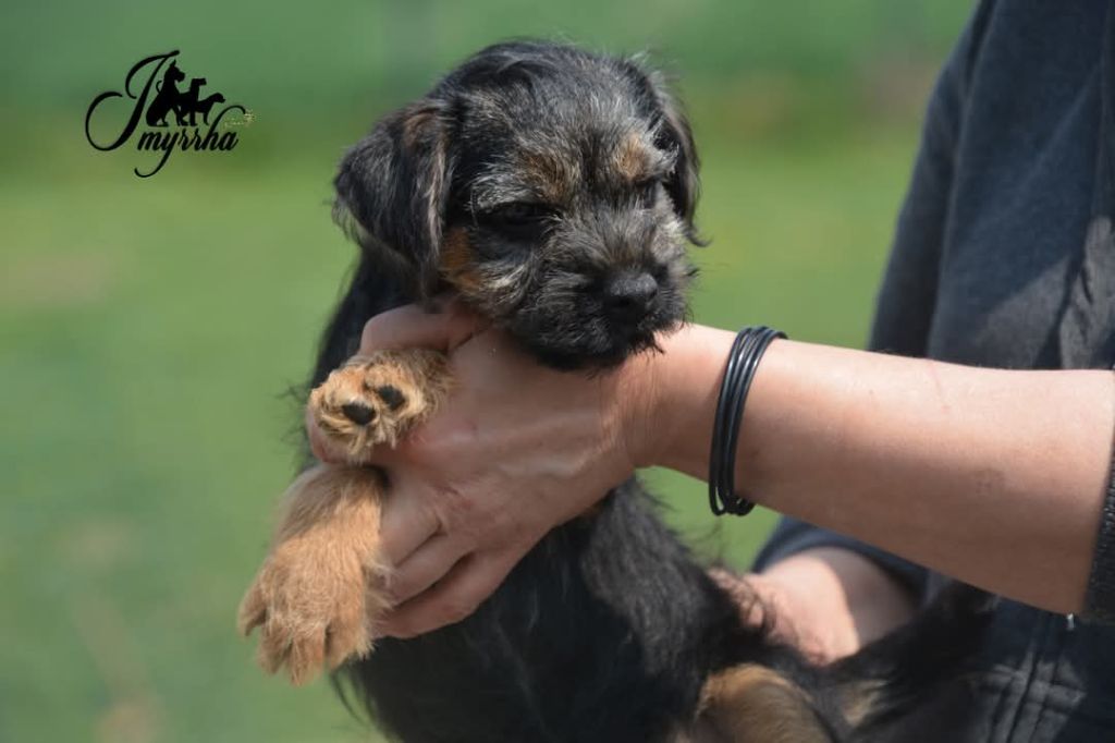 D'imyrrha - Chiots disponibles - Border Terrier