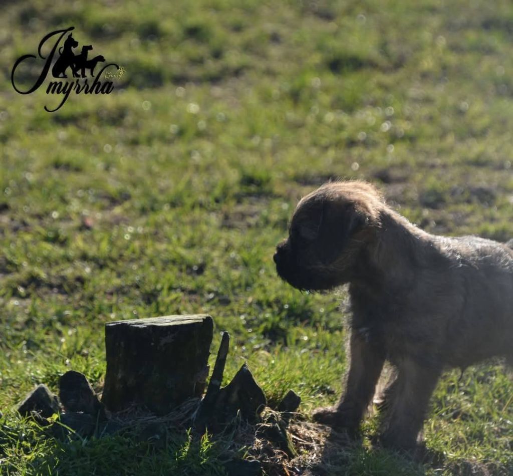 D'imyrrha - Chiots disponibles - Border Terrier