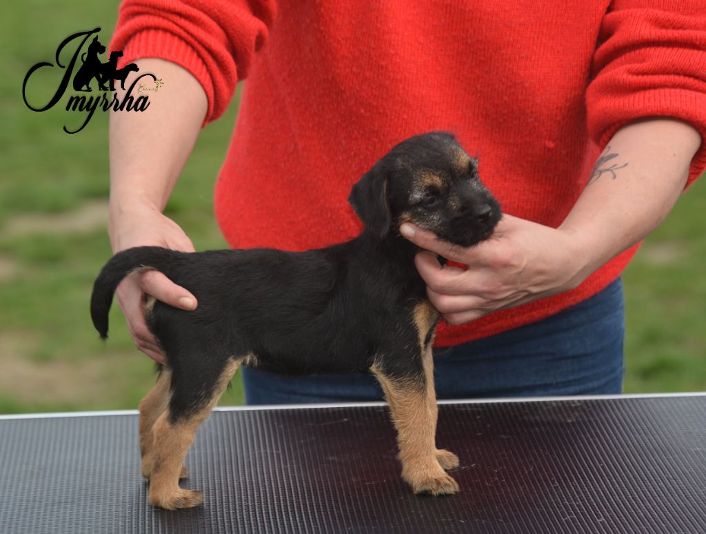 D'imyrrha - Border Terrier - Portée née le 15/01/2024
